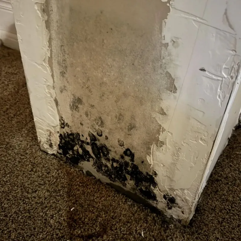 Professional Mold Removal in Donald, OR